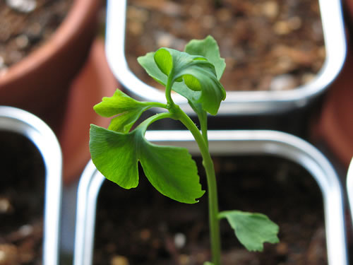 The Ginkgo Experiment: seedling
