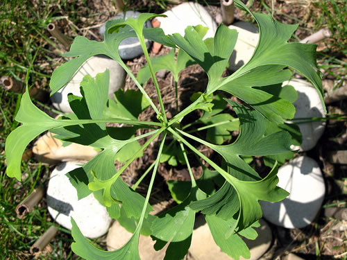 The Ginkgo Experiment: planted