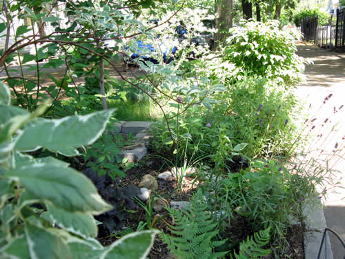 Parkway herb garden