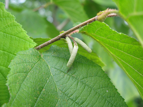 Corylus americana: photo