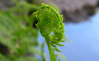 Fern frond