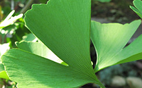 Ginkgo leaves