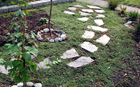 Creeping Thyme: lawn replacement