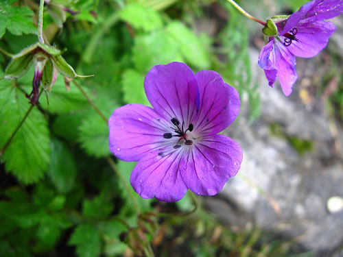 Alpine Wildflowers