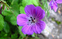 Alpine Wildflowers